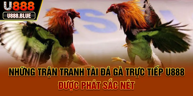 Những trận tranh tài Đá gà trực tiếp U888 được phát sắc nét