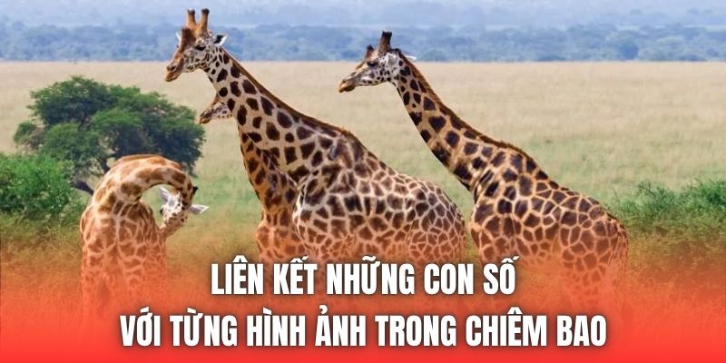 Liên kết những con số với từng hình ảnh trong chiêm bao